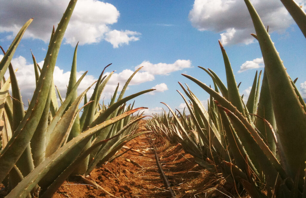 Aloe Vera von Forever Living Products